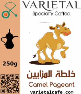 Camel Pageant Saudi Coffee